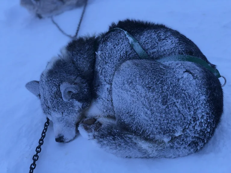 スバールバル諸島の雪原の中で休みを取る犬