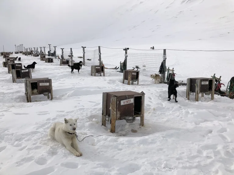 犬ぞりの犬たちと犬小屋
