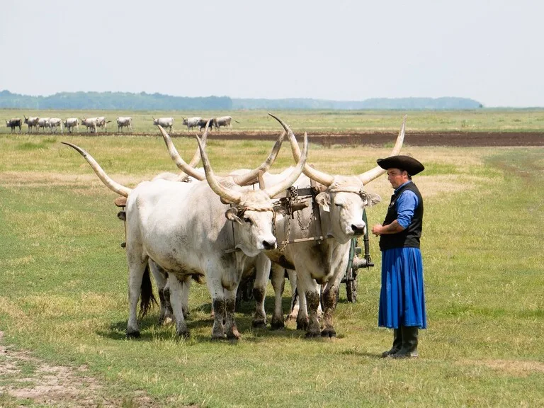 ハンガリーのホルトバージ国立公園（Hortobágy National Park）の牛と伝統衣装をまとった騎手