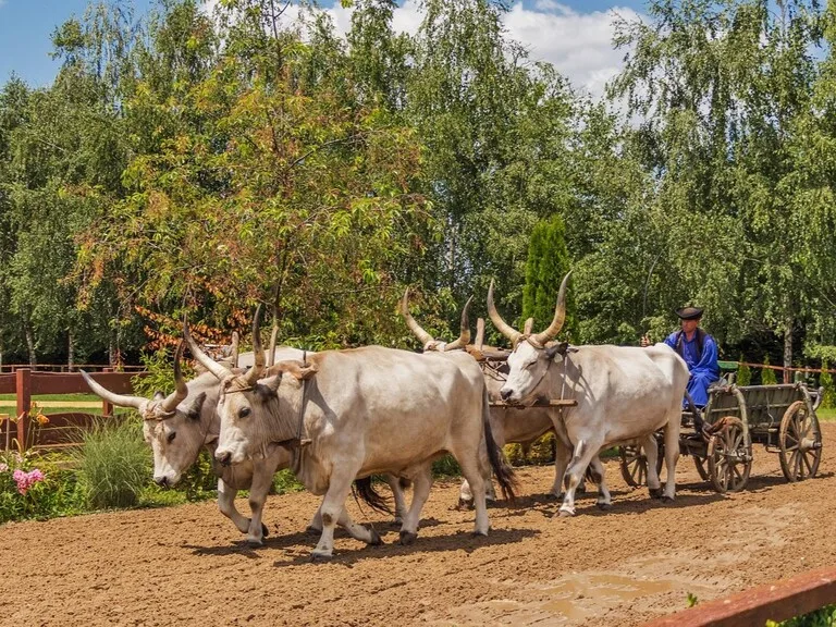 ハンガリーのホルトバージ国立公園（Hortobágy National Park）