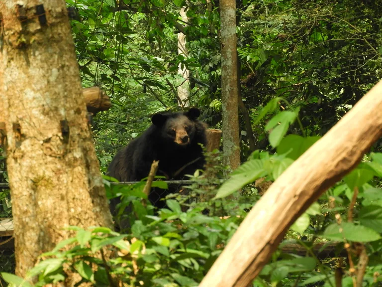 Tat Kuang Si Bear Rescue Centre（クアンシー・ベア・レスキューセンター）で保護されているツキノワグマ