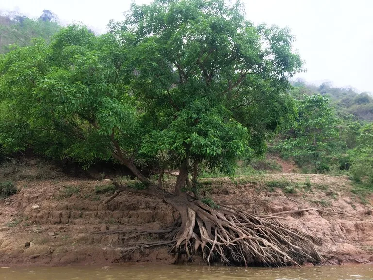メコン川沿いに根を張り巡らせた大木