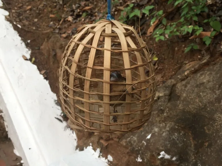 プーシーの丘(Phousi Hill)で売られているカゴに入ったスズメ