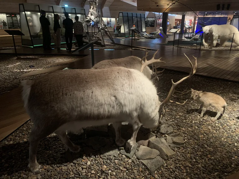 スピッツベルゲン島にあるSvalbard Museum(スヴァールバル博物館)の内観。北極グマやセイウチなど北極圏の文化展示施設