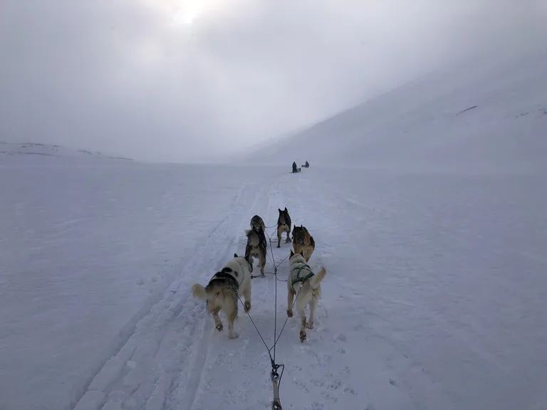 スピッツベルゲン島の雪原を走る犬ぞりの犬たち