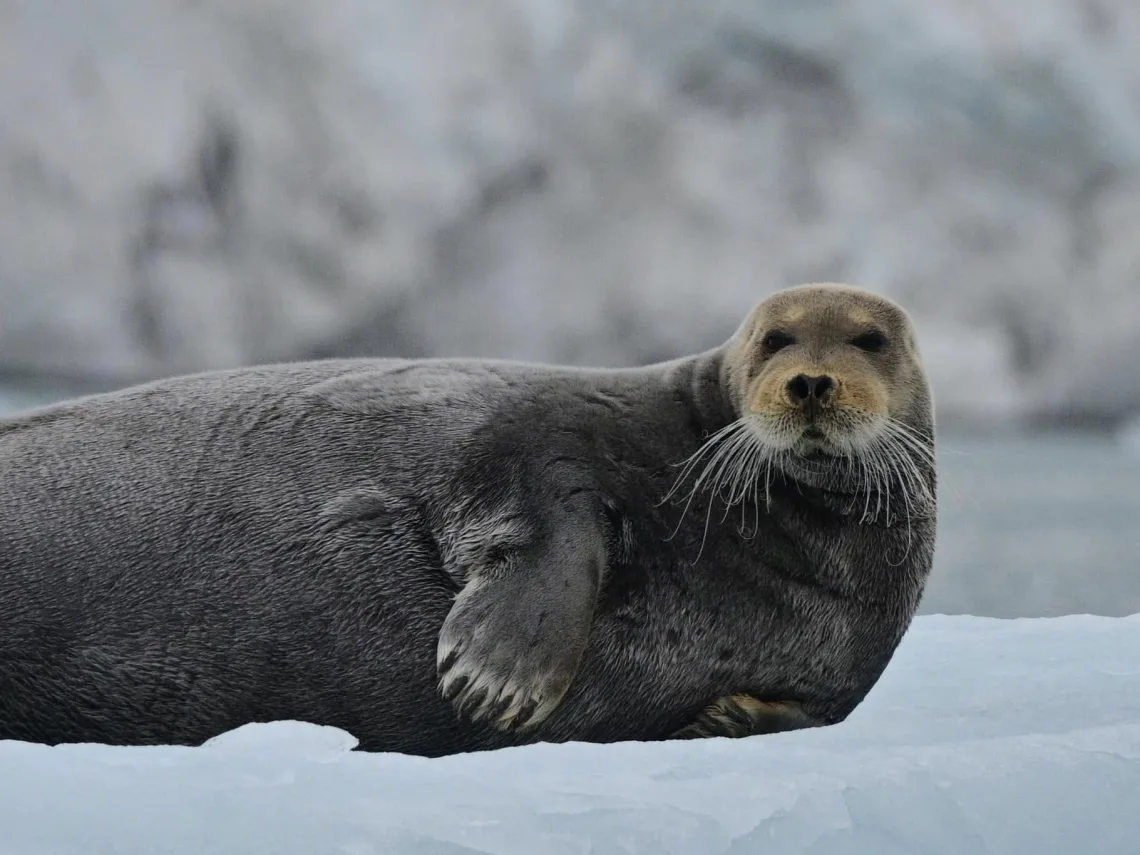 北極海のIsfjordenで見た海氷の上で休むBearded seal(アゴヒゲアザラシ) in Svalbard