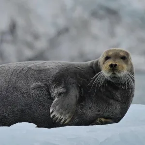 北極海のIsfjordenで見た海氷の上で休むBearded seal（アゴヒゲアザラシ） in Svalbard
