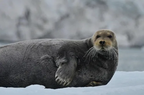 北極海のIsfjordenで見た海氷の上で休むBearded seal(アゴヒゲアザラシ) in Svalbard