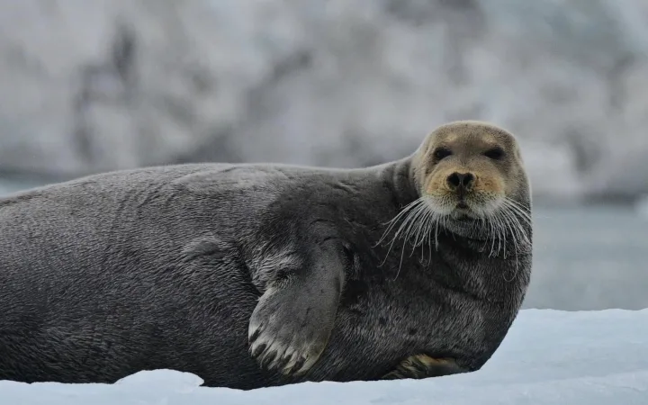 北極海のIsfjordenで見た海氷の上で休むBearded seal(アゴヒゲアザラシ) in Svalbard