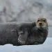 北極海のIsfjordenで見た海氷の上で休むBearded seal（アゴヒゲアザラシ） in Svalbard