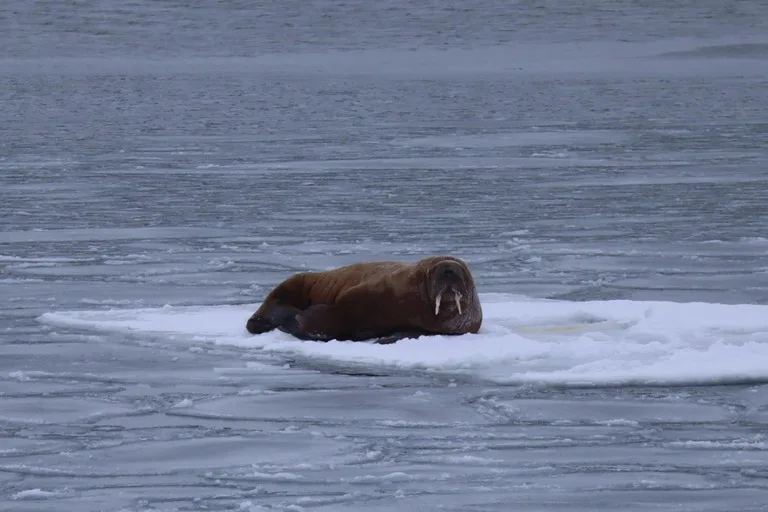 北極海のIsfjordenで見た海氷の上で休むWalrus(セイウチ)in Svalbard