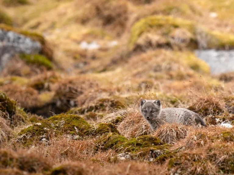 スヴァ―ルバル諸島の大地を歩くArctic fox(ホッキョクギツネ)