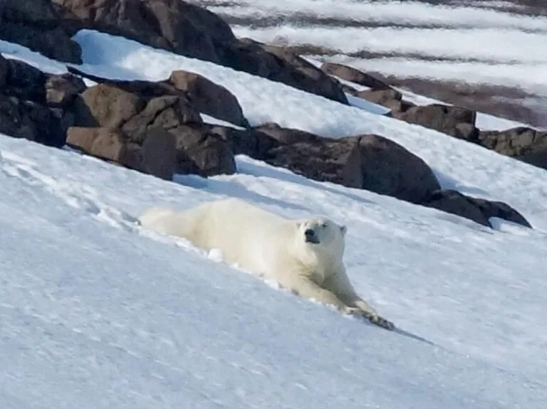 スヴァ―ルバル諸島の雪山に寝そべるホッキョクグマ(Polar bear)