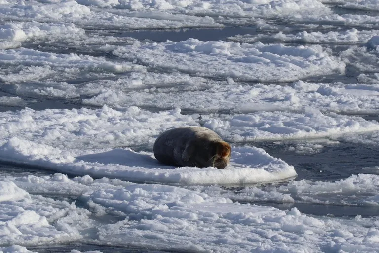 北極海のIsfjordenで見た海氷の上で休むBearded seal(アゴヒゲアザラシ) in Svalbard