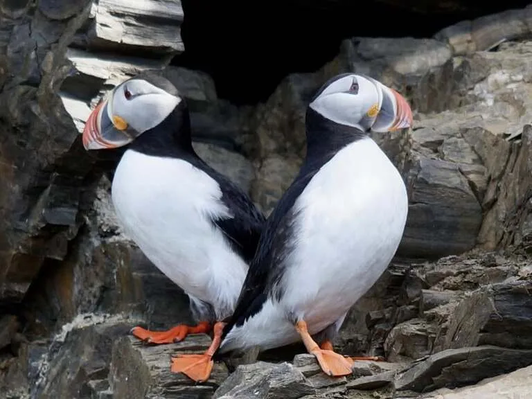 スヴァールバルの海鳥Puffin(パフィン)2羽が寄り添って休んでいる様子