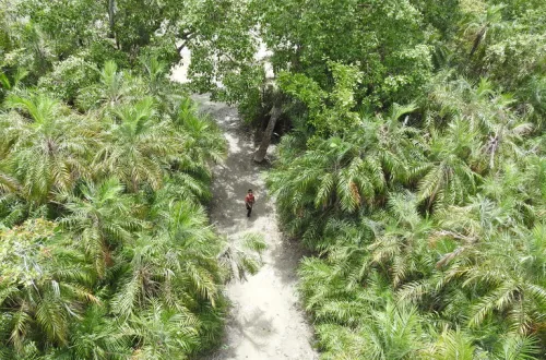 バングラデシュの世界遺産シュンドルボン国立公園のマングローブの森とヤシの木