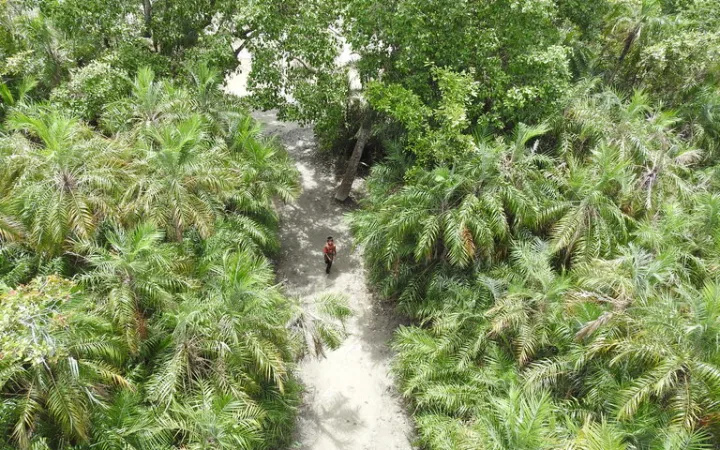 バングラデシュの世界遺産シュンドルボン国立公園のマングローブの森とヤシの木