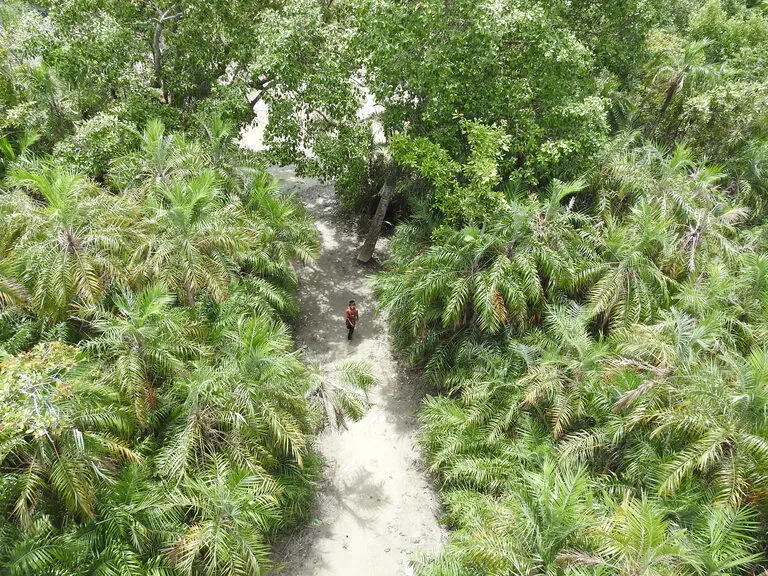 バングラデシュのデルタ地区にあるヤシの木