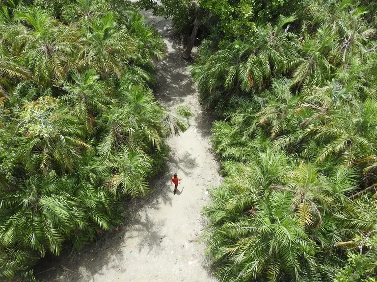 バングラデシュの世界遺産シュンドルボン国立公園（Sundarbans National Park）のマングローブの森とヤシの木