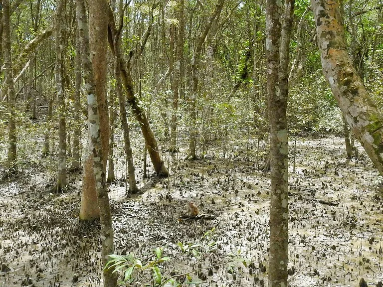 バングラデシュのマングローブの森と猿