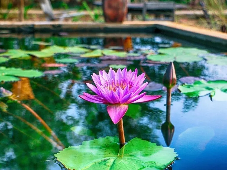 バングラデシュのハスの花