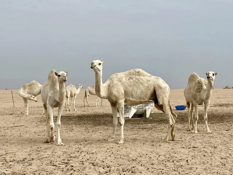 クウェートのアル・ムトラ砂漠(Al Mutlaa Desert / Mutla Ridge)と、そこで暮らすラクダたち
