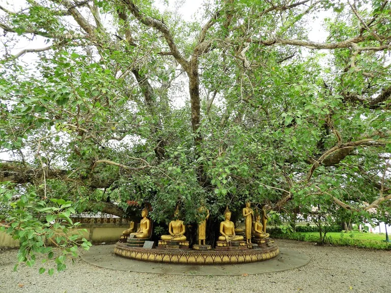 ラオスのビエンチャンにある仏教寺院の木の下に祀られた仏像たち