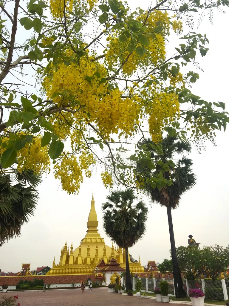 ビエンチャンのタート ルアンと黄色い花