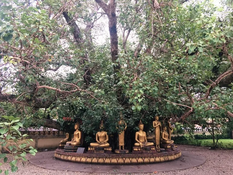 ラオスのビエンチャンにある仏教寺院の木の下に祀られた仏像たち