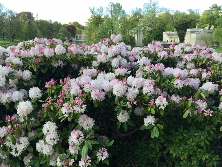 ワルシャワのラジエンキ公園（Łazienki Park）に咲く花