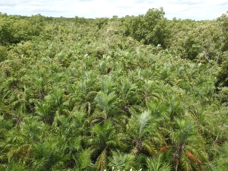 バングラデシュの世界遺産シュンドルボン国立公園(Sundarbans National Park)のマングローブの森
