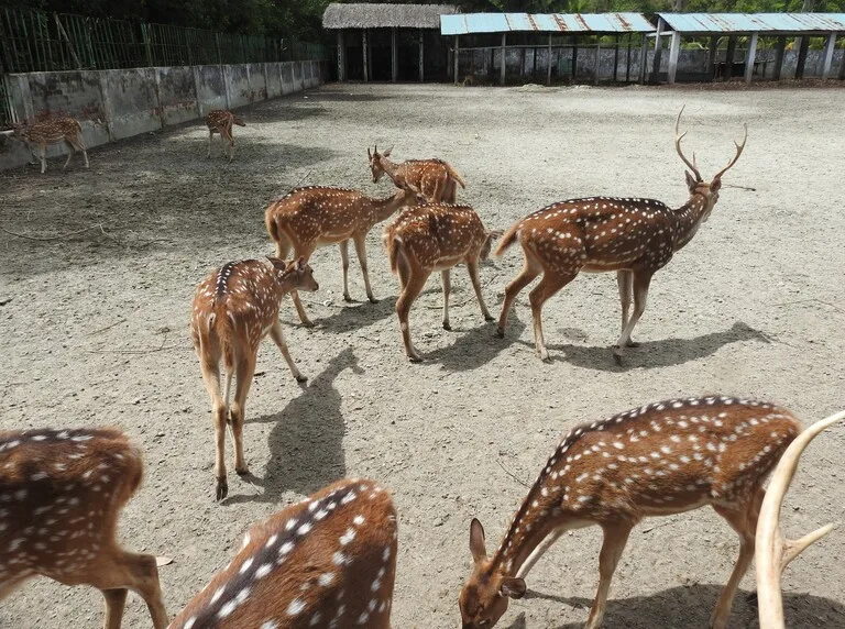 バングラデシュのシュンドルボン国立公園の保護されている鹿