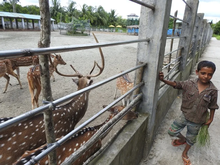 バングラデシュのシュンドルボン国立公園の保護されている鹿