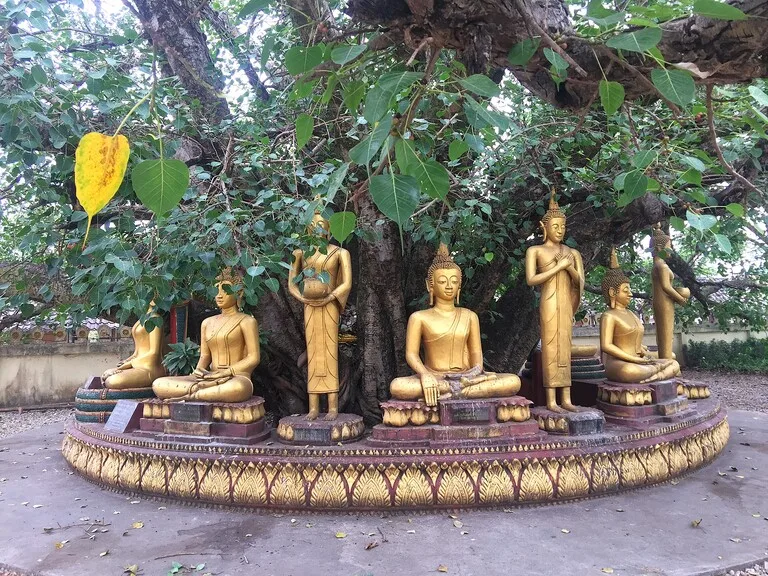 ラオスのビエンチャンにある仏教寺院の木の下に祀られた仏像たち