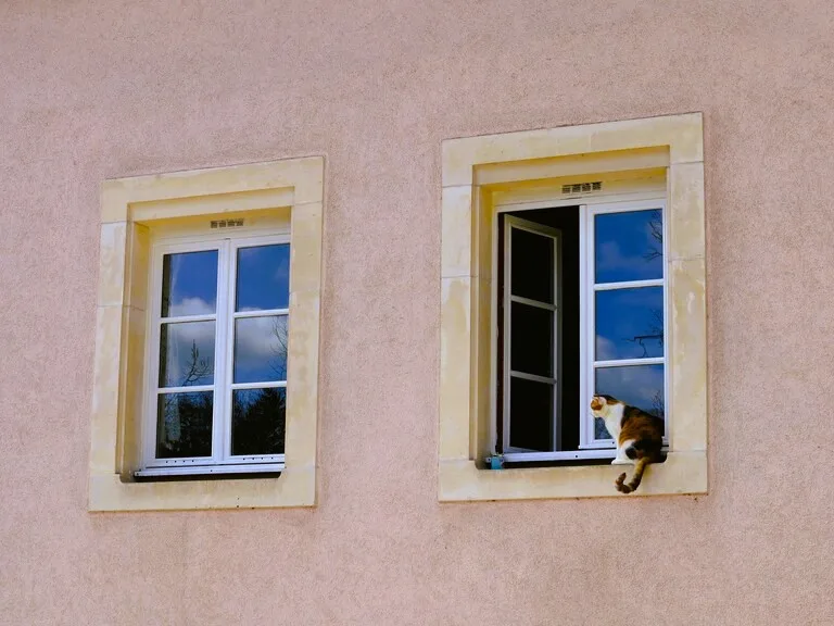 窓枠の外に座っているネコ