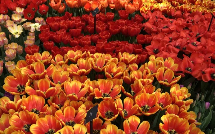 色鮮やかに咲くキューケンホフ公園のチューリップのアップ