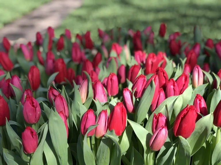 オランダ・キューケンホフ公園で満開を迎えた赤いチューリップ