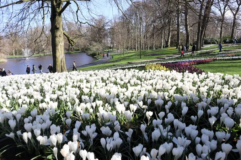 湖畔に広がる白いチューリップ畑（キューケンホフ公園）