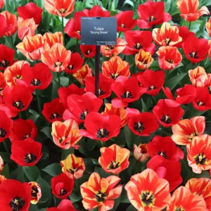 満開のチューリップの花をクローズアップした写真（キューケンホフ公園）