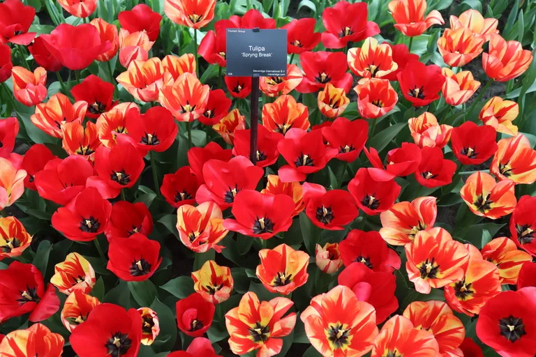 満開のチューリップの花をクローズアップした写真（キューケンホフ公園）