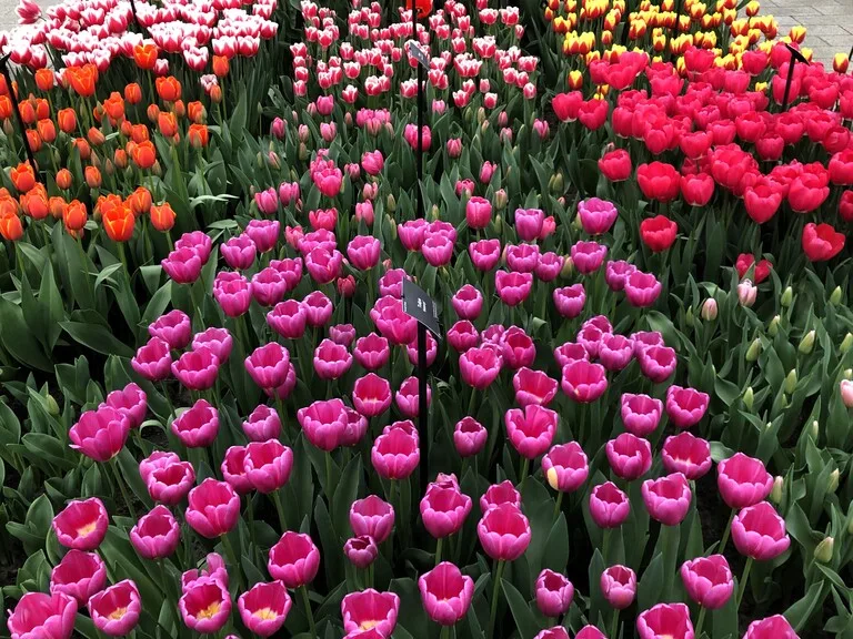 ウィレム・アレクサンダー館に展示されたチューリップ（キューケンホフ公園）