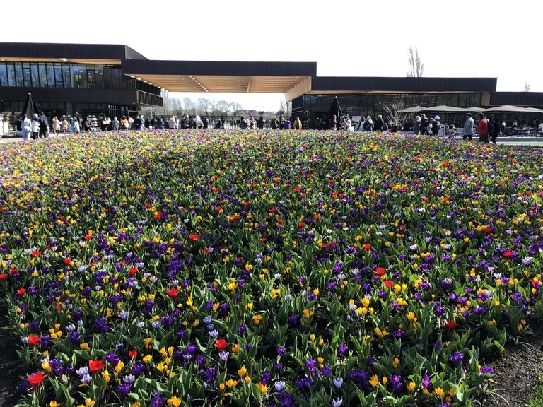 色とりどりのチューリップ越しに見えるキューケンホフ公園のエントランス