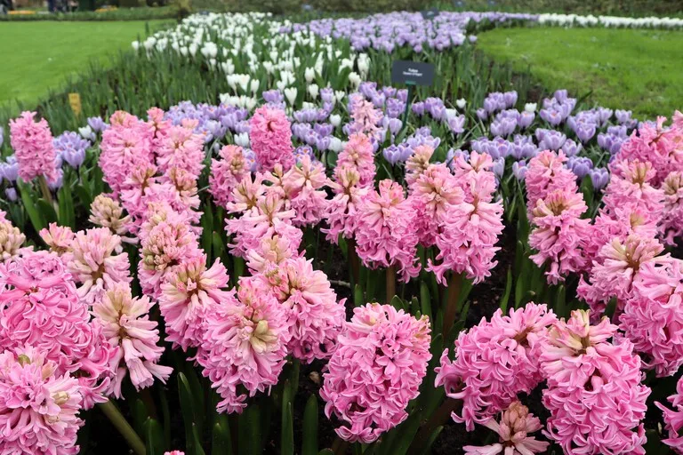春のキューケンホフ公園に咲くヒヤシンス（オランダ）