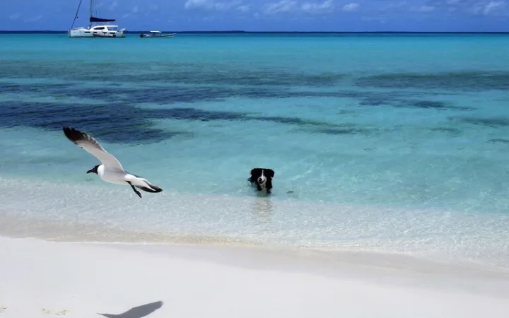 ãããºãšã©ã»ãã¹ãã±ã¹è«žå³¶ã®çœç ããŒãã§æ³³ãç¬ãšé£ã¶æµ·é³¥