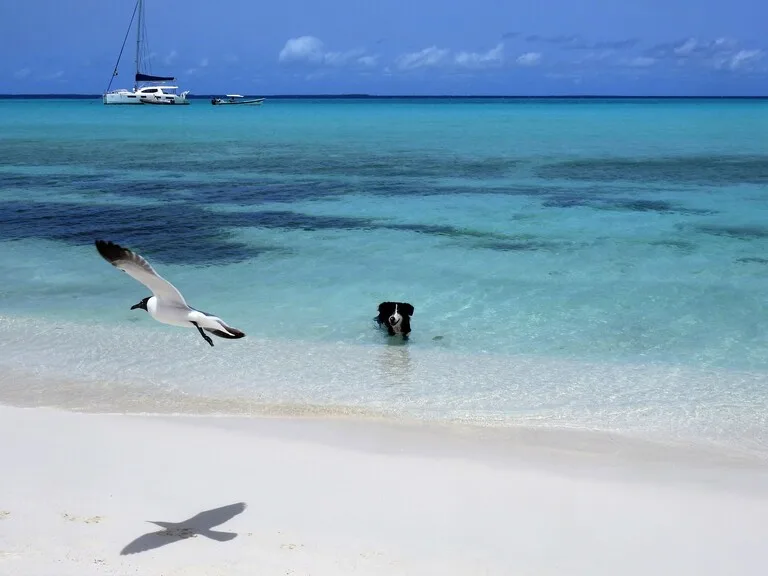 ベネズエラ・ロスロケス諸島の白砂ビーチで泳ぐ犬と飛ぶ海鳥