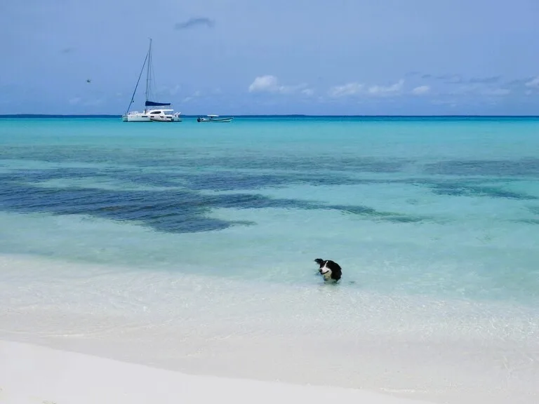 ロスロケス諸島のカリブ海で泳ぐ犬