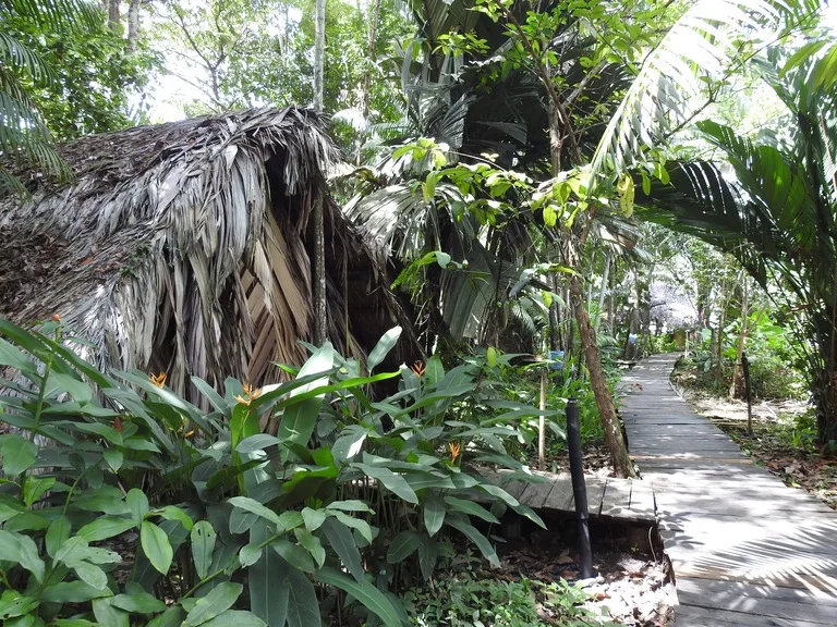 ベネズエラのOrinoco Eco Campのヤシの葉っぱで作られた客室