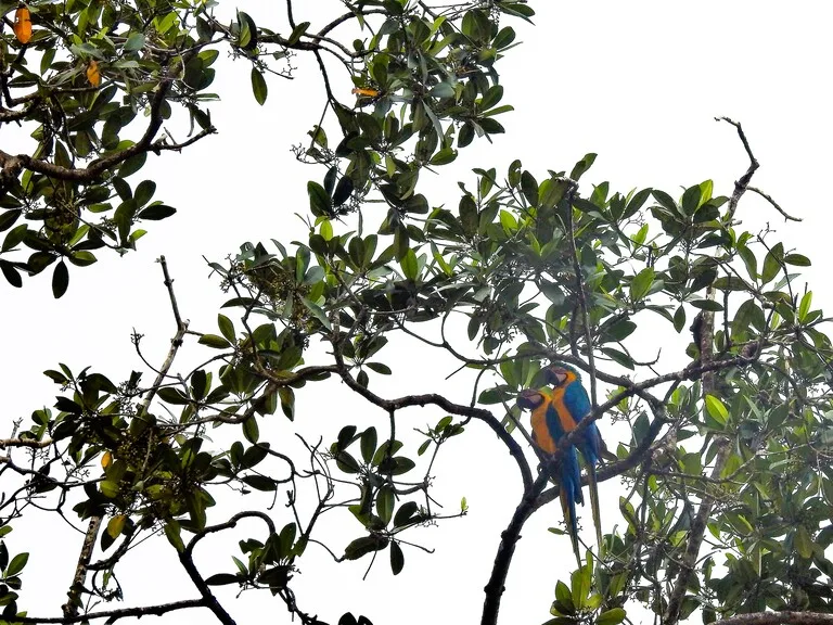 ベネズエラ、デルタオリノコに生息する野生のオウムのカップル