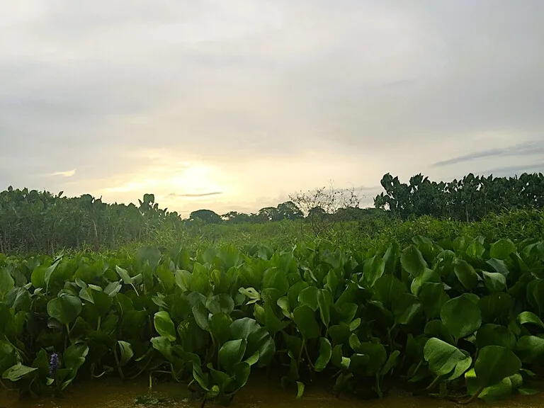 ベネズエラ、デルタオリノコの湿地帯、アナコンダの棲みか