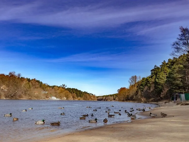 ベラルーシの世界遺産ビャウォヴィエジャの森（Białowieża Forest）